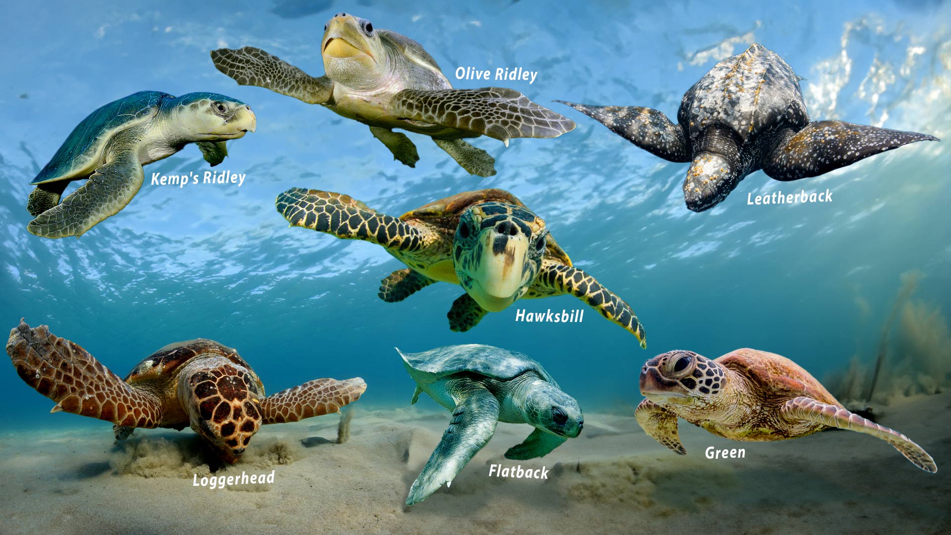 Turtles